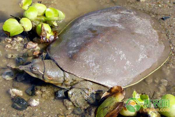 甲鱼养殖新手必看:甲鱼养殖周年管理技术 甲鱼养殖新手必看:甲鱼养殖周年管理技术-图片版权归惠农网所有