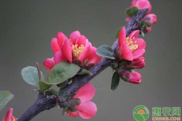 梅花的扦插时间及方法-图片版权归惠农网所有