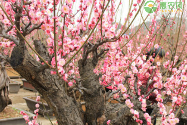 梅花种植方法和注意事项-图片版权归惠农网所有