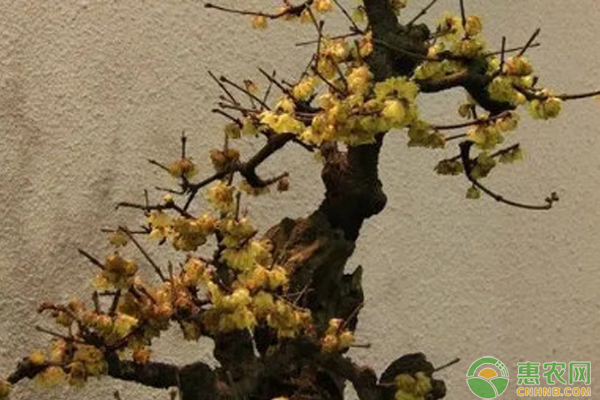 梅花种植方法和注意事项-图片版权归惠农网所有