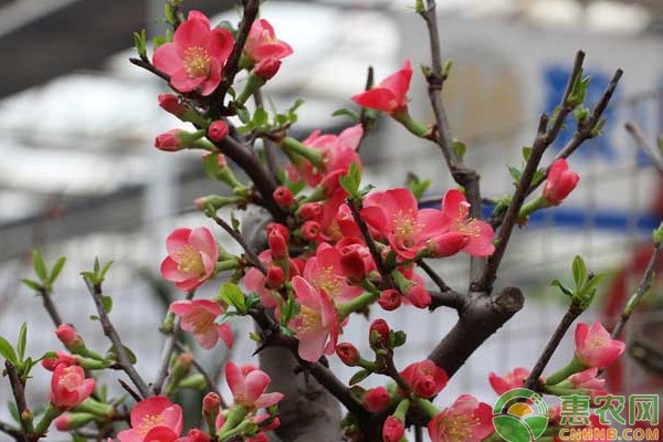 梅花养护技巧-图片版权归惠农网所有