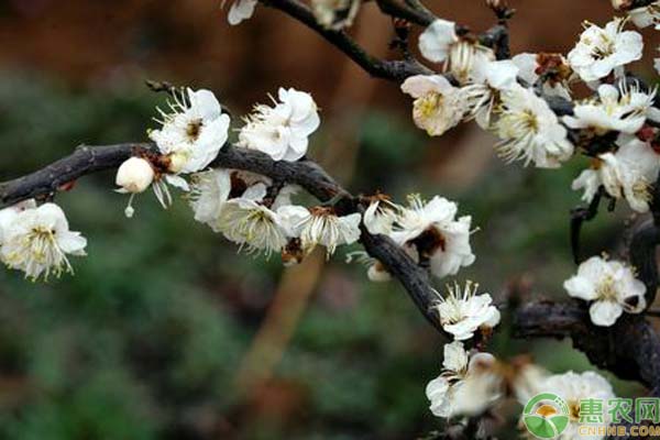 梅花施什么肥最好？-图片版权归惠农网所有