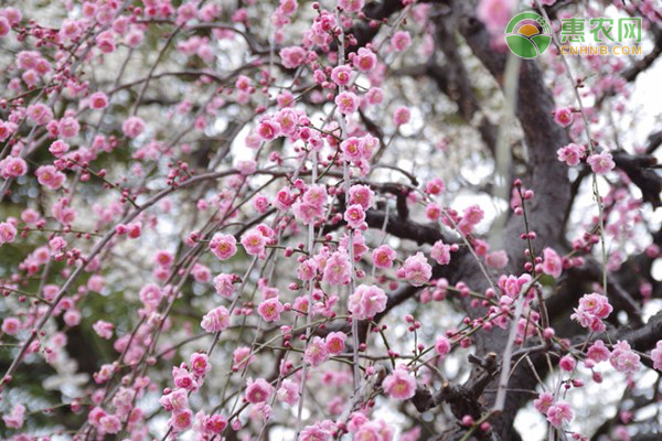 梅花施什么肥最好？-图片版权归惠农网所有