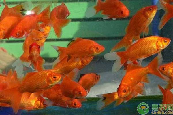 养殖金鱼四季分别如何管理？-图片版权归惠农网所有