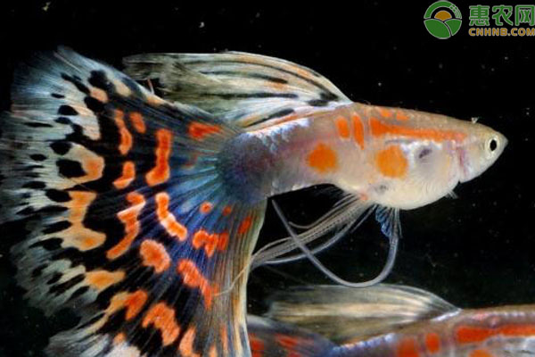 孔雀鱼难产有什么办法催产？-图片版权归惠农网所有