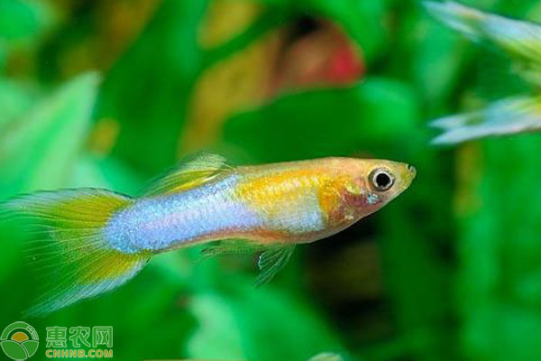 孔雀鱼难产有什么办法催产？-图片版权归惠农网所有