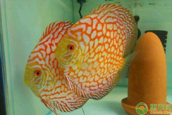 七彩鸽子的养殖方法-图片版权归惠农网所有