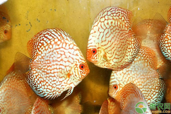 七彩鸽子的养殖方法-图片版权归惠农网所有