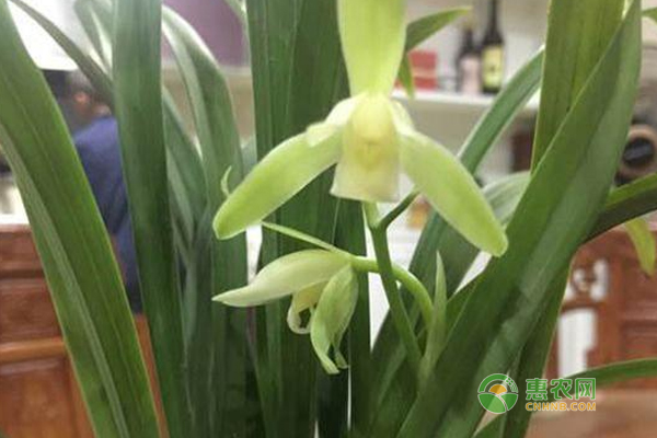 兰花怎么养护？兰花日常养护技巧！-图片版权归惠农网所有