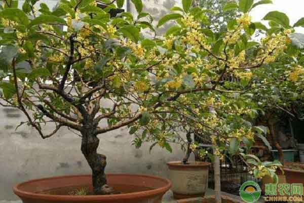 桂花怎么养？-图片版权归惠农网所有