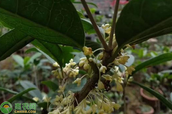 桂花怎么养？-图片版权归惠农网所有