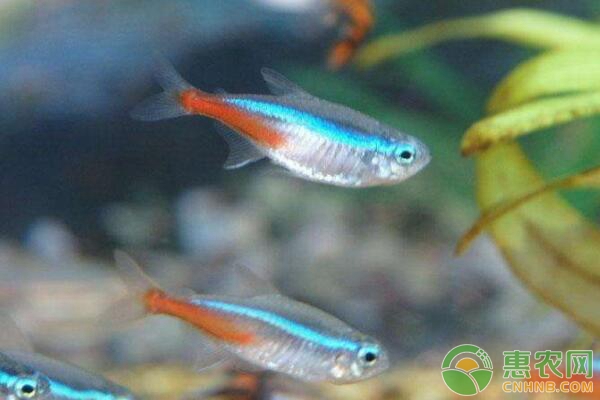 热带鱼水温多少合适？养殖热带鱼注意要点-图片版权归惠农网所有