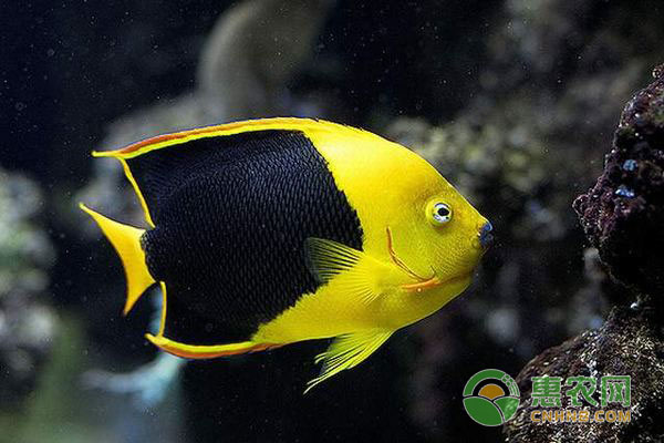 热带鱼水温多少合适？养殖热带鱼注意要点-图片版权归惠农网所有