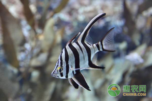 热带鱼水温多少合适？养殖热带鱼注意要点-图片版权归惠农网所有