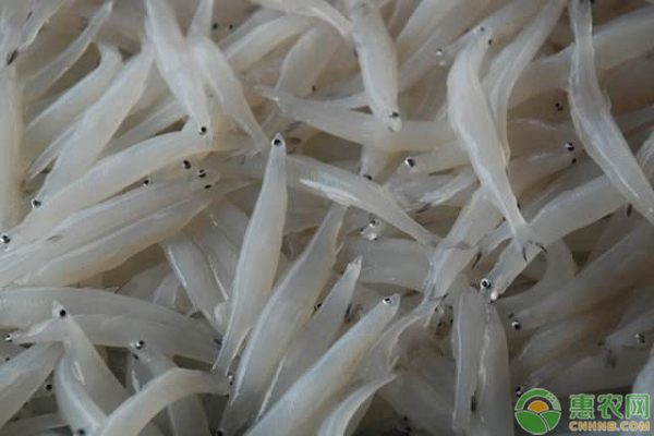 银鱼的产地在哪里？银鱼的养殖技术有哪些？-图片版权归惠农网所有