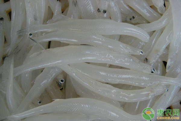 银鱼的产地在哪里？银鱼的养殖技术有哪些？-图片版权归惠农网所有