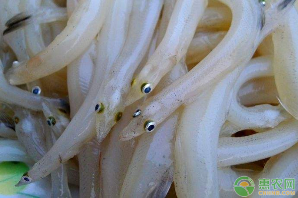 银鱼的产地在哪里？银鱼的养殖技术有哪些？-图片版权归惠农网所有