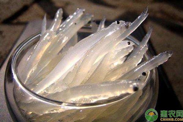 银鱼养殖 银鱼怎么养?银鱼人工养殖方法技术-图片版权归惠农网所有