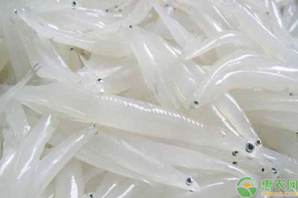 银鱼人工养殖 银鱼怎么养?银鱼人工养殖方法技术-图片版权归惠农网所有