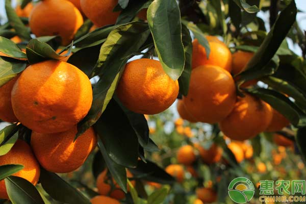 柑橘种植：柑橘多头高接换种技术要点浅析-图片版权归惠农网所有