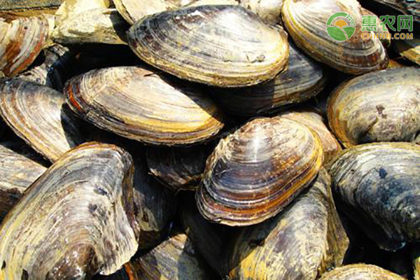 珍珠蚌养几年才出珍珠？珍珠蚌要怎么养？-图片版权归惠农网所有