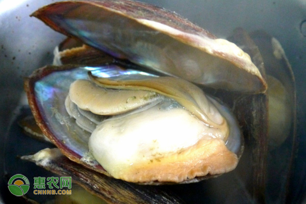 珍珠蚌养几年才出珍珠？珍珠蚌要怎么养？-图片版权归惠农网所有