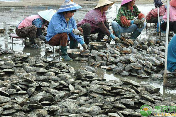 珍珠蚌养殖水域管理措施-图片版权归惠农网所有