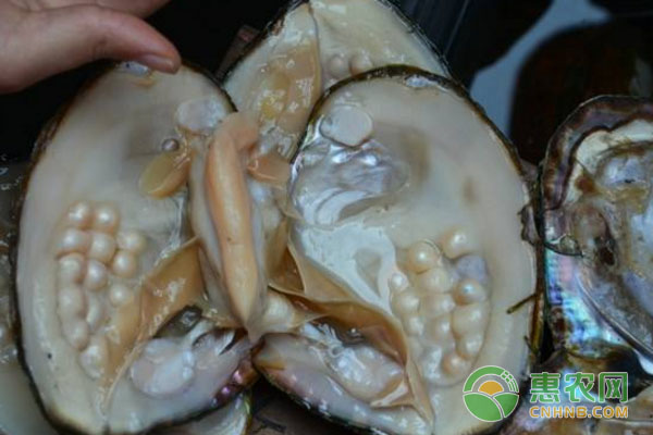 养殖珍珠蚌信息 珍珠蚌怎么养殖?混养有哪些注意事项?-图片版权归惠农网所有