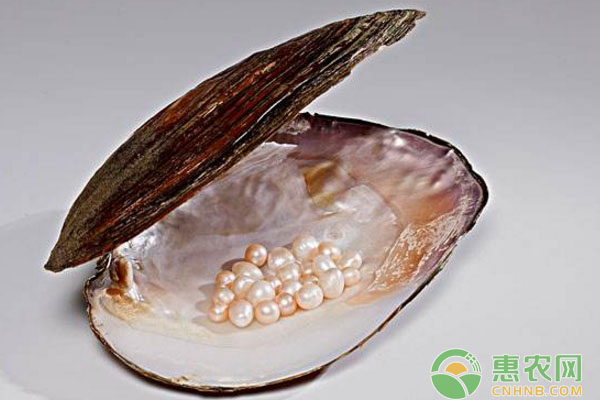 珍珠蚌养殖注意事项 珍珠蚌怎么养殖?混养有哪些注意事项?-图片版权归惠农网所有