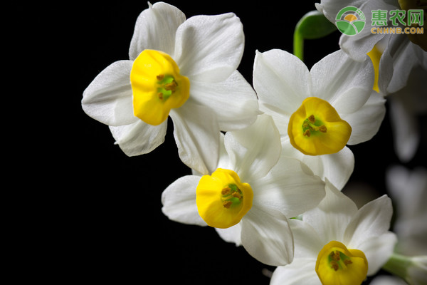 水仙花养殖方法及注意事项-图片版权归惠农网所有