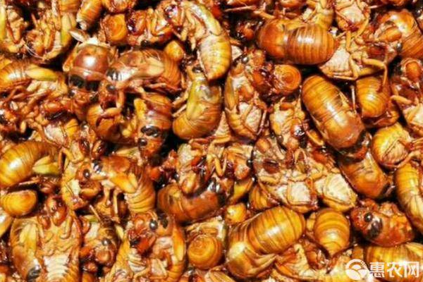 金蝉养殖条件与种植方法-图片版权归惠农网所有