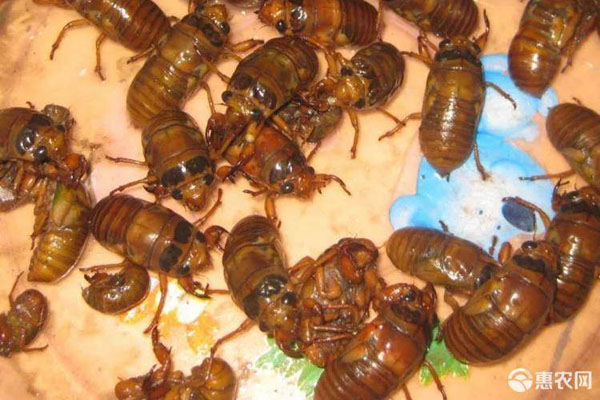 金蝉养殖条件与种植方法-图片版权归惠农网所有