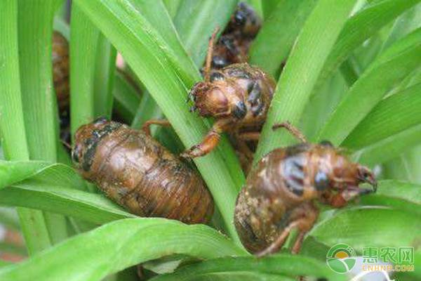 金蝉养殖条件与种植方法-图片版权归惠农网所有