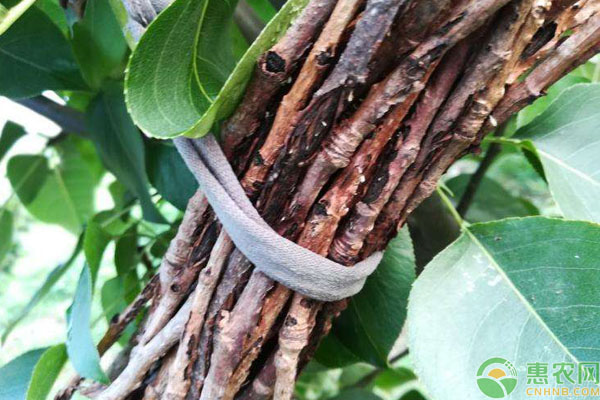 人工养殖金蝉如何选择蝉卵？-图片版权归惠农网所有