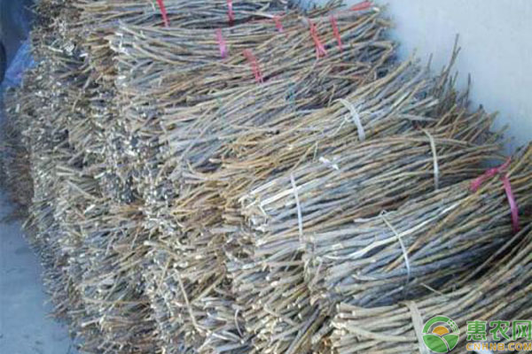 人工养殖金蝉如何选择蝉卵？-图片版权归惠农网所有