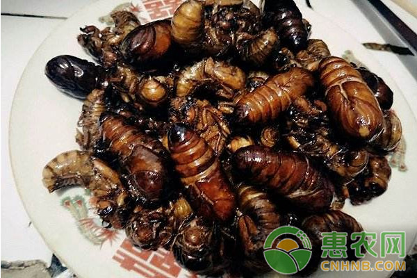 金蝉如何养殖？金蝉的养殖方法介绍-图片版权归惠农网所有