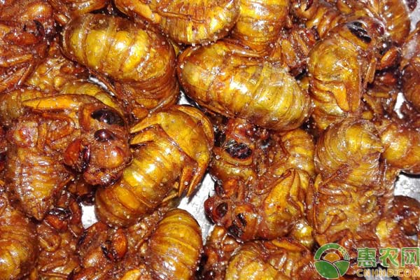 金蝉如何养殖？金蝉的养殖方法介绍-图片版权归惠农网所有