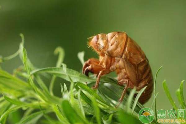 金蝉如何养殖？金蝉的养殖方法介绍-图片版权归惠农网所有