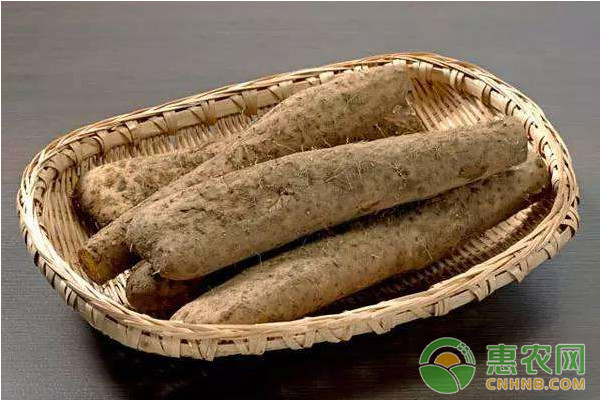 山药怎么种植?山药高产栽培管理技术 山药怎么种植?山药高产栽培管理技术-图片版权归惠农网所有