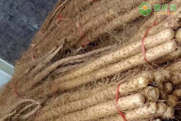 种植山药要怎么催芽？-图片版权归惠农网所有