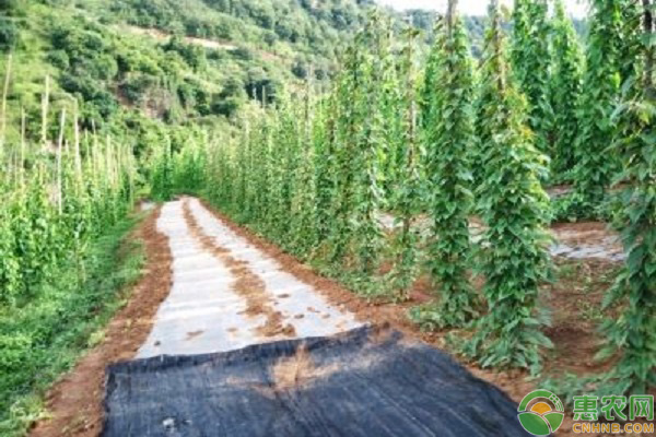 种植山药田间管理要注意哪些？-图片版权归惠农网所有