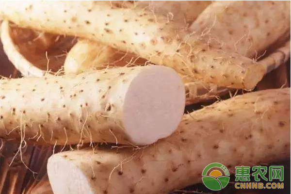 山药高效栽培技术及病害防治-图片版权归惠农网所有