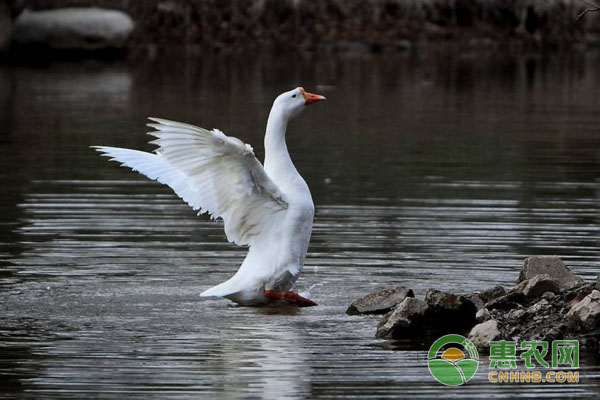 家禽常用药物配方（经典版，建议收藏！）-图片版权归惠农网所有