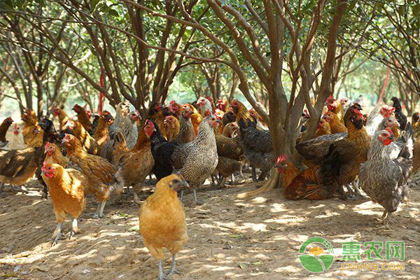 家禽常用药物配方（经典版，建议收藏！）-图片版权归惠农网所有