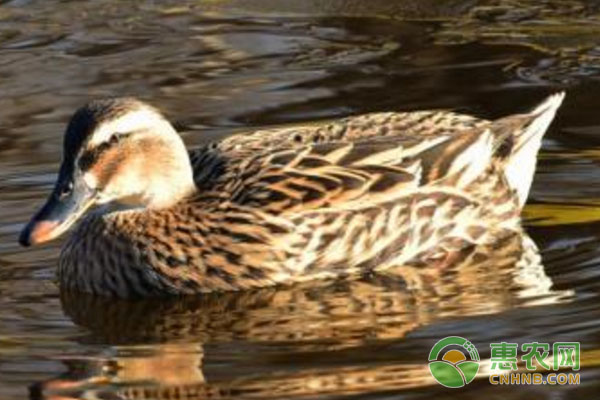 家禽常用药物配方（经典版，建议收藏！）-图片版权归惠农网所有