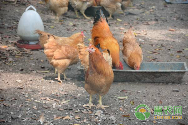 如何提高家禽药物疗效？提高家禽药物疗效的操作方法-图片版权归惠农网所有