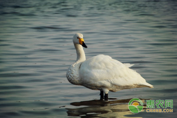 如何提高家禽药物疗效？提高家禽药物疗效的操作方法-图片版权归惠农网所有