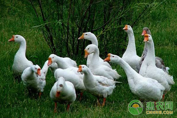 如何提高家禽药物疗效？提高家禽药物疗效的操作方法-图片版权归惠农网所有