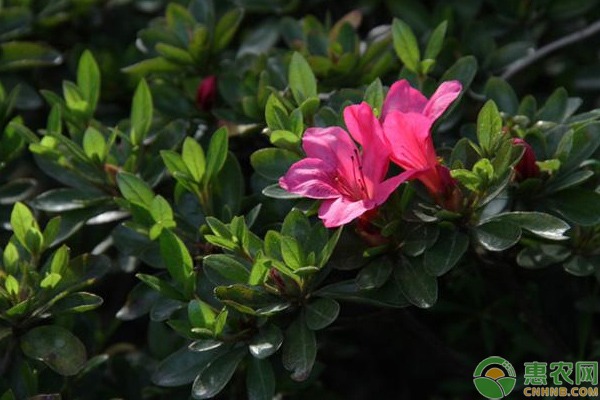 杜鹃养殖方法-图片版权归惠农网所有
