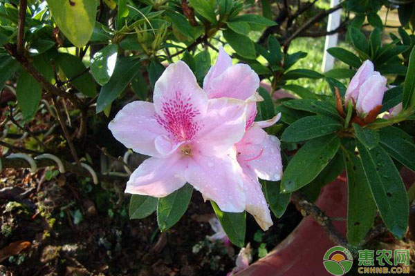 杜鹃养殖方法-图片版权归惠农网所有